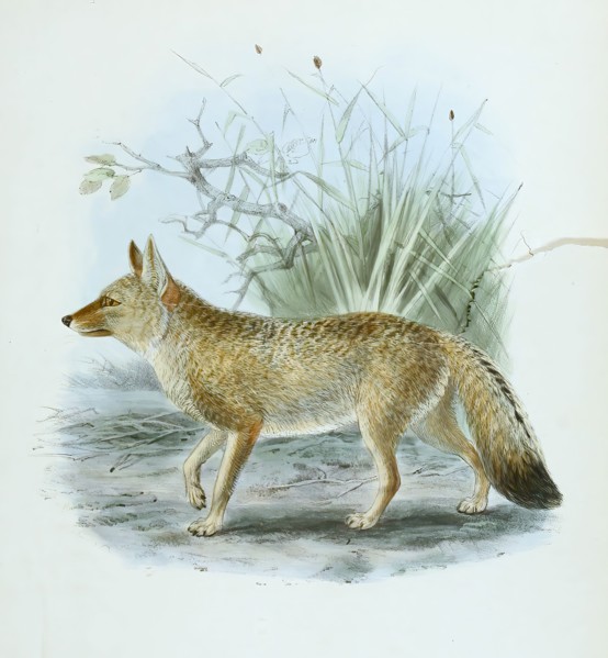 Brazilian fighting fox