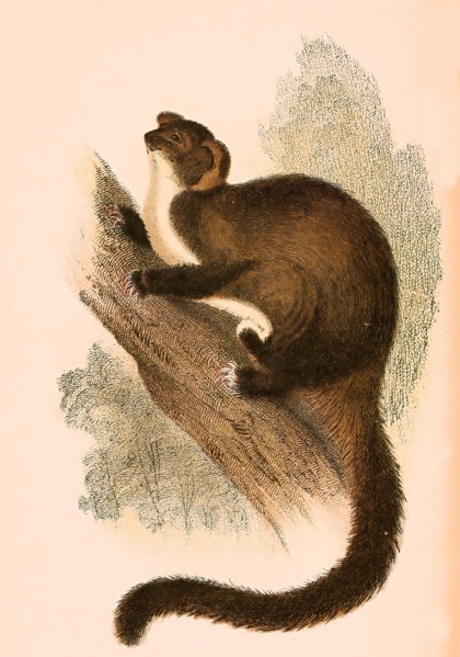 Short-headed glider
