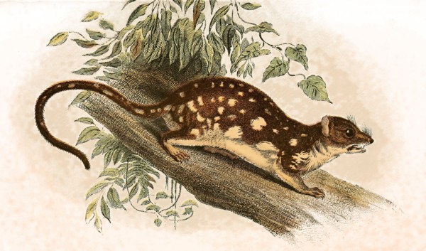 Giant quoll or spotted quoll