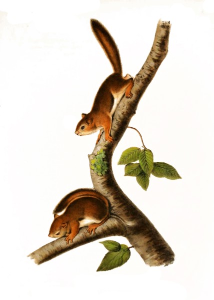 Columbia ground squirrel