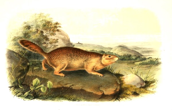 Haimet squirrel