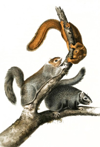 Black giant squirrels
