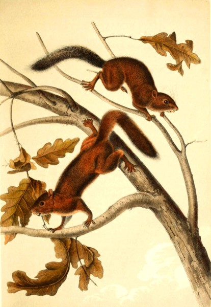 Soft-haired squirrel