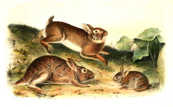 gray hare
