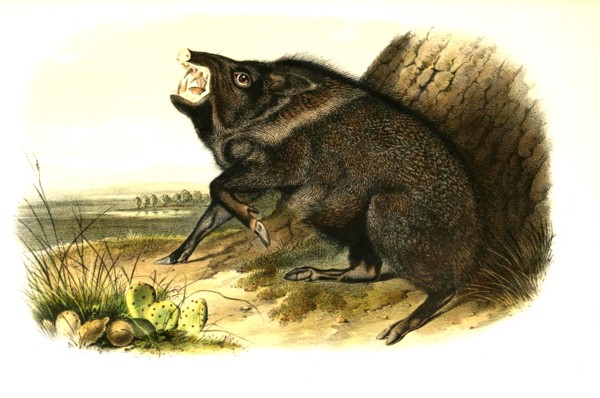 collared peccary