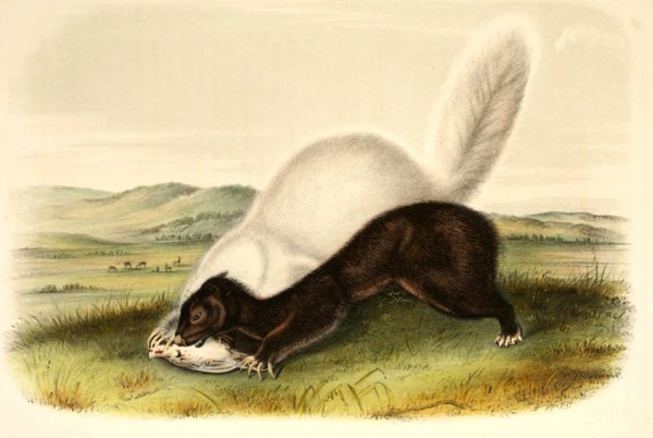 Texan Skunk