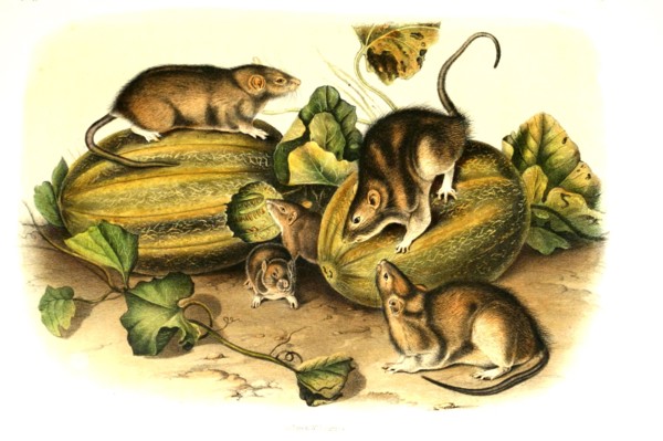 brown rat