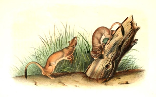 long-tailed weasel