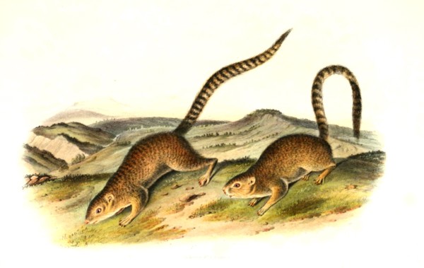 ring-tailed ground squirrel