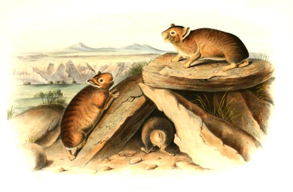 American pika