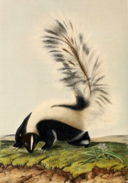striped skunk