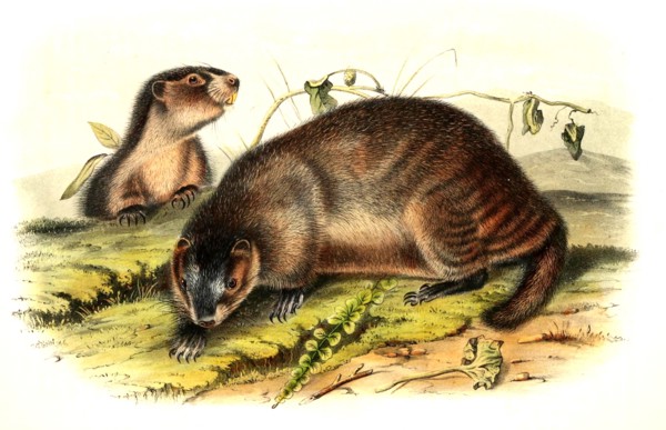 Hoary Marmot