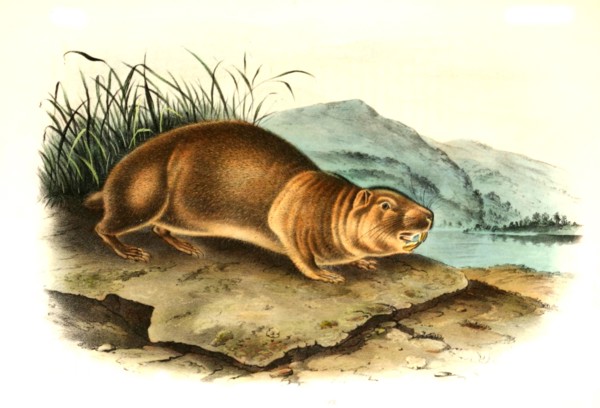 squirrel or beaver squirrel