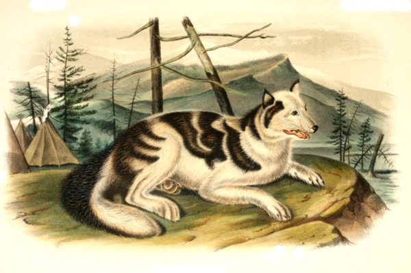 The Native American Hare Dog is an extinct domesticated dog