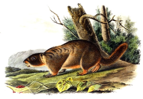yellow-bellied marmot