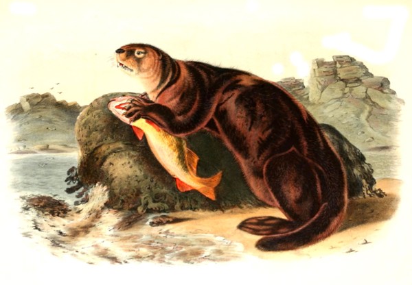 sea otter