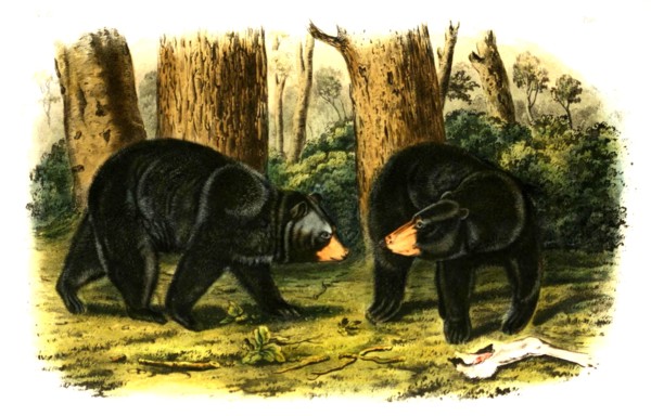 American black bear