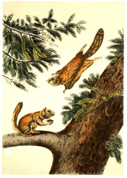Northern flying squirrels