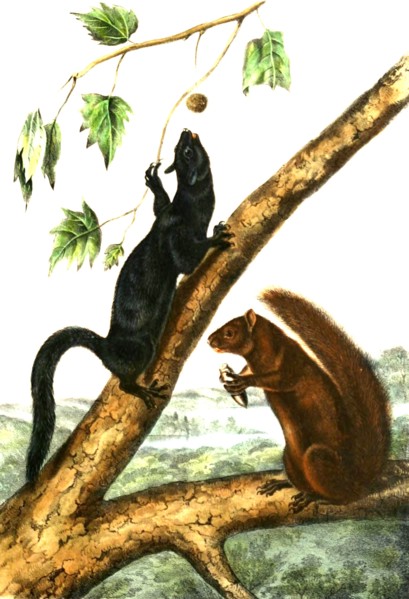 Western gray squirrels