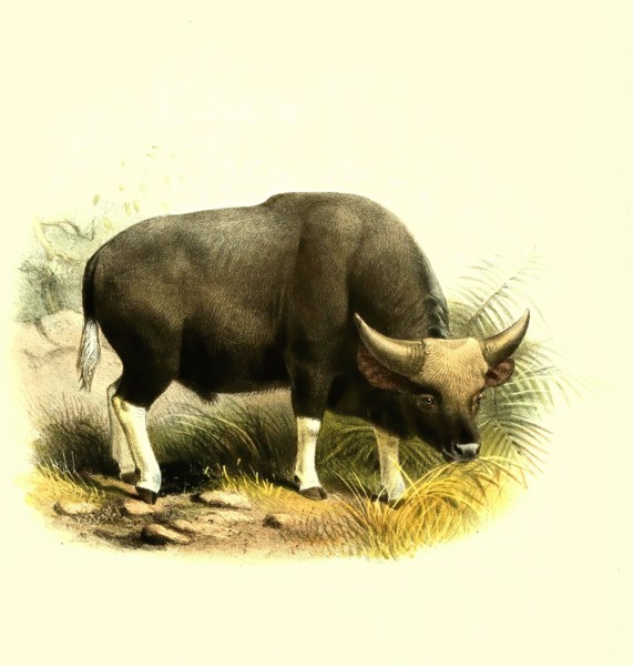gayal