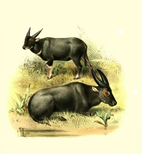 Tamarau