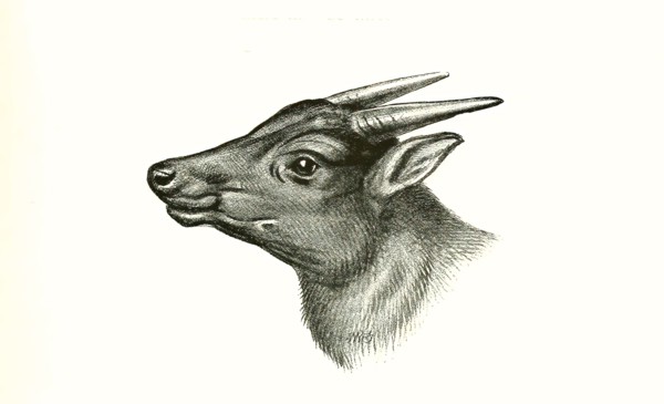 lowland anoa