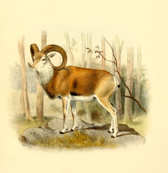 Urial or steppe sheep
