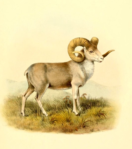 Altai-Argali