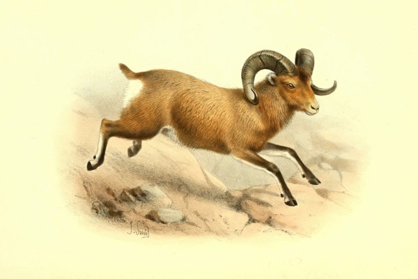 bighorn sheep
