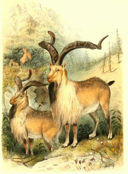 Astor Markhor or Flare Horn Markhor