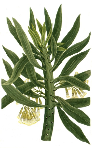Cacaliastrum or Senecio arborescen