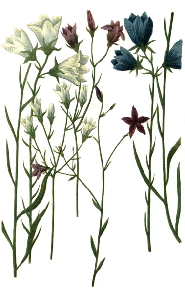 different bluebells