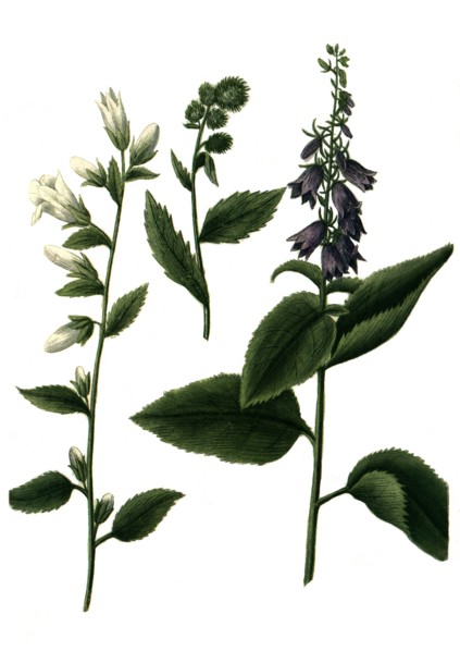 different bluebells