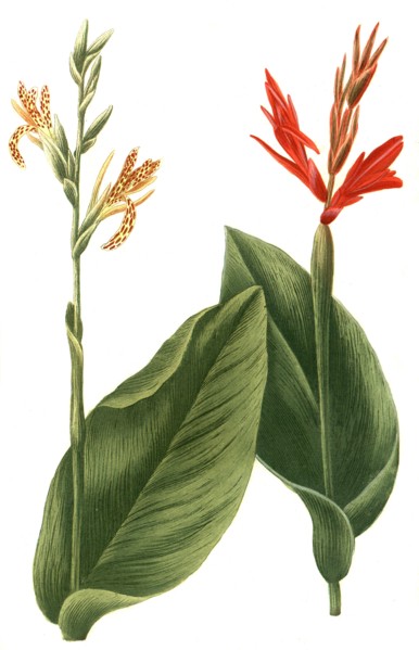 Indian flower cane