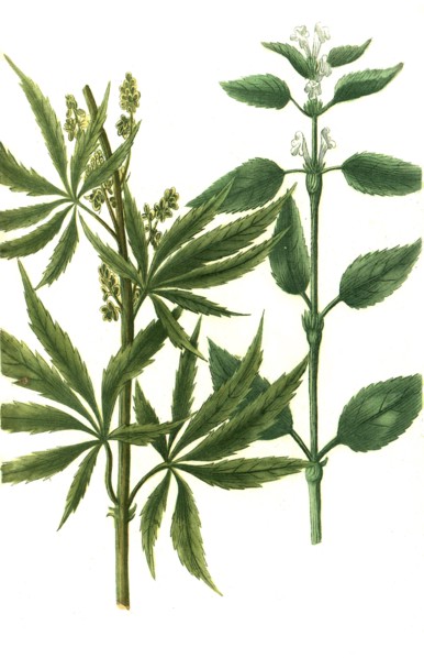 Common Hemp or True Hemp Cannabis sativa