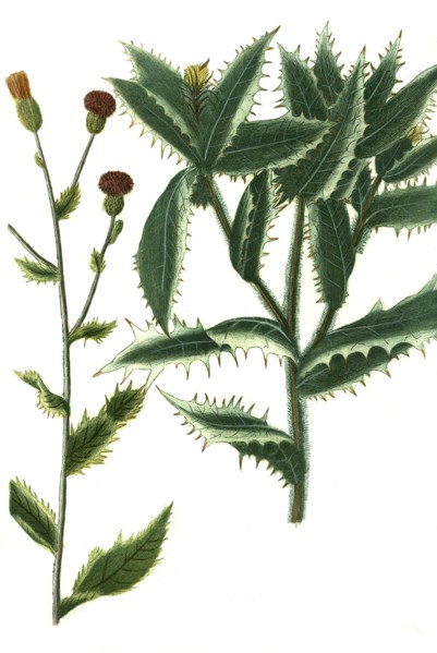 Carduus avenaceus