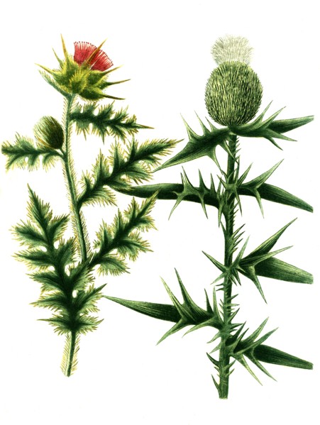 Carduus Cnicus sylvestris