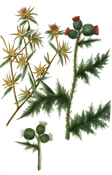Carduus stellatus