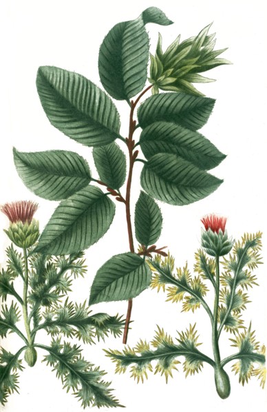 Carlina minor