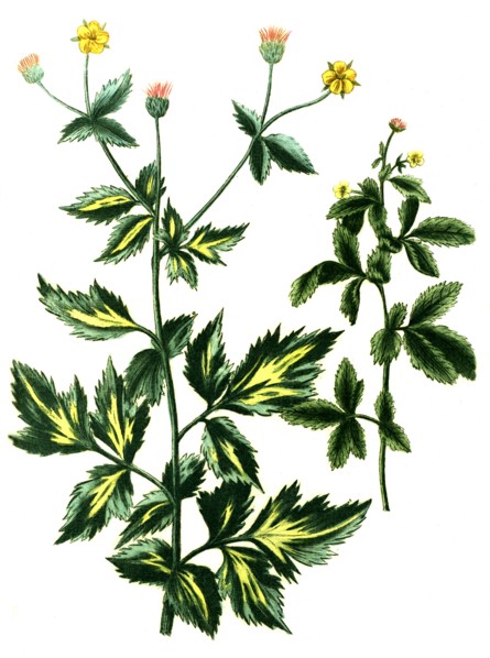 Caryophillata alpina