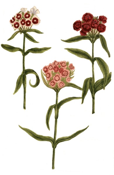 Caryophyllus barbatus