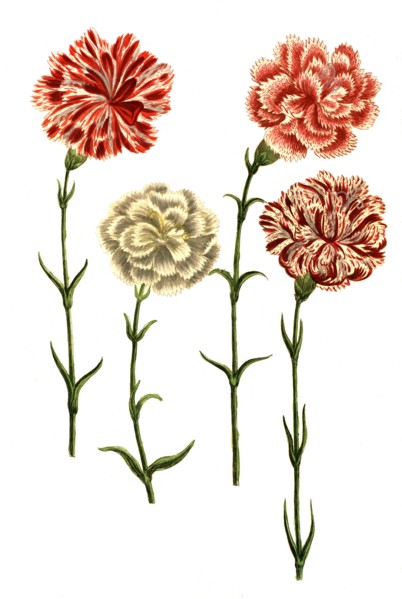Caryophyllus hortensis