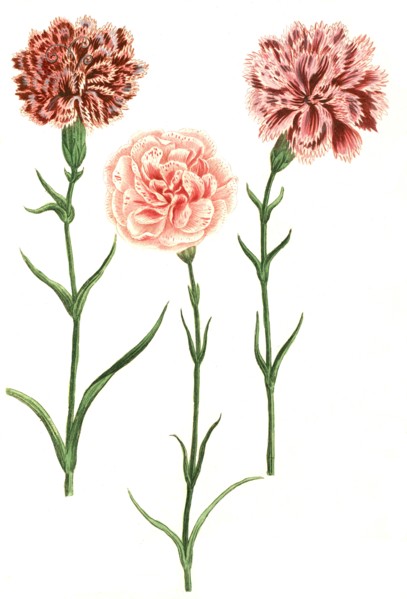 Caryophyllus hortensis