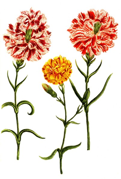 Caryophyllus hortensis