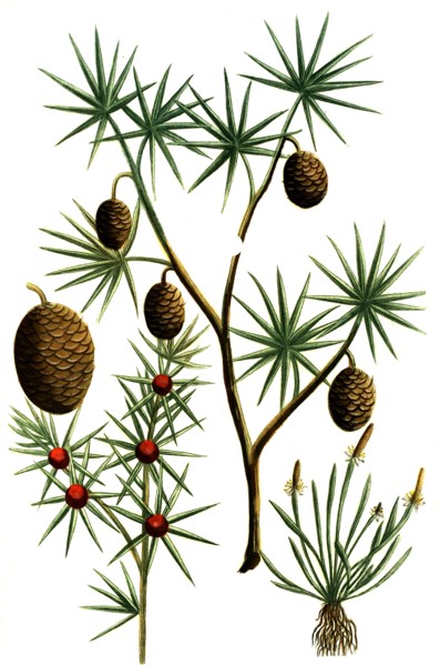 Cauda muris