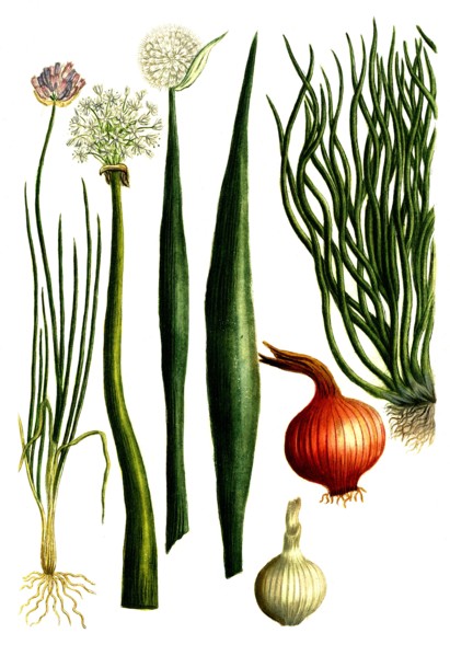 Cepa alba