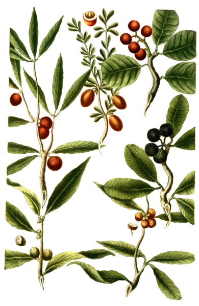 Cerasus africana