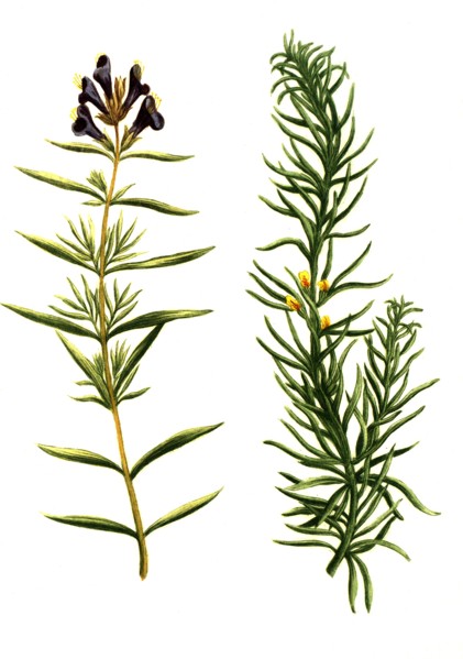 Chamaepitys vulgaris
