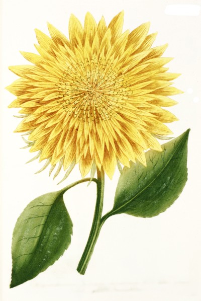 Chrysanthemum indicum