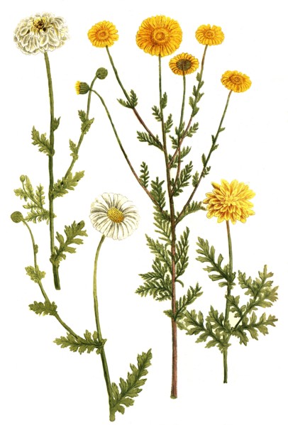 Chrysanthemum tanaceti